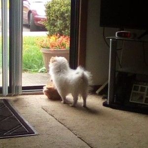 Meet your Posher, Shelly